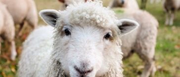 Quiz VragenVuur Uitspraken Gezegden Spreekwoorden Over Dieren Apen Schapen Honden Katten Quizzen Trivia Kennis Nederlandse Taal