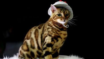 Katten Quiz Kattenquiz Kattenrassen Nederlands Bekende Veelvoorkomende Poezen