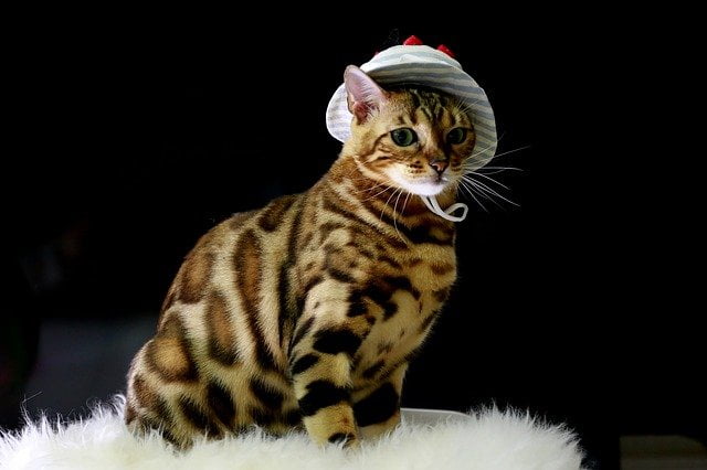 Katten Quiz Kattenquiz Kattenrassen Nederlands Bekende Veelvoorkomende Poezen