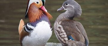 Quiz Eenden Eendensoorten VragenVuur Nederlands Nederland Dieren Vogels Quizzen Trivia Vragen Entertainment