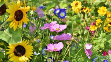 quiz bloemsoorten bloemen bloem lente zomer populaire bekende soorten planten test trivia Nederlandse in Nederland landschap natuur meest voorkomende mooiste