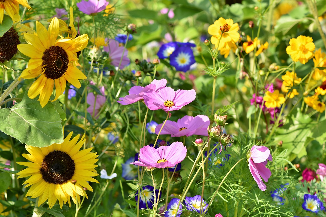 quiz bloemsoorten bloemen bloem lente zomer populaire bekende soorten planten test trivia Nederlandse in Nederland landschap natuur meest voorkomende mooiste