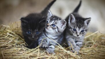 Quiz Weetjes over Katten huisdieren katers kittens test soorten rassen katachtigen dieren leeftijd foto's Nederlands feiten info
