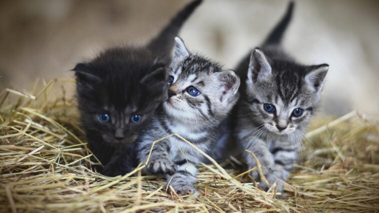 Quiz Weetjes over Katten huisdieren katers kittens test soorten rassen katachtigen dieren leeftijd foto's Nederlands feiten info