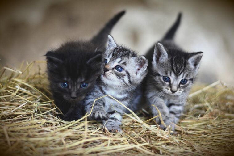 Quiz Weetjes over Katten huisdieren katers kittens test soorten rassen katachtigen dieren leeftijd foto's Nederlands feiten info