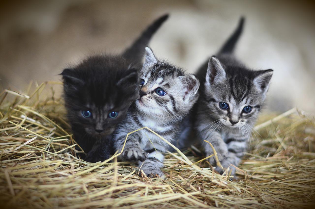 Quiz Weetjes over Katten huisdieren katers kittens test soorten rassen katachtigen dieren leeftijd foto's Nederlands feiten info
